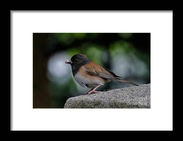 Dark Eyed Junco Framed Print featuring the photograph Caught by Tony Lee