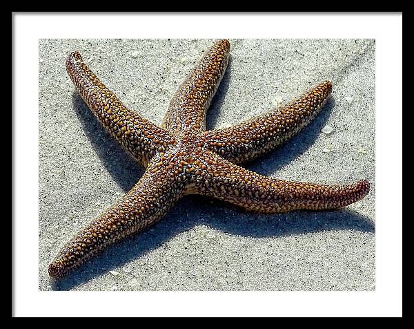 Starfish Framed Print featuring the digital art Cayo Costa Dancing Starfish by Dan Podsobinski