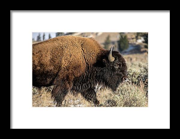 Bison Framed Print featuring the photograph CDpx_00318 by Clark Dunbar