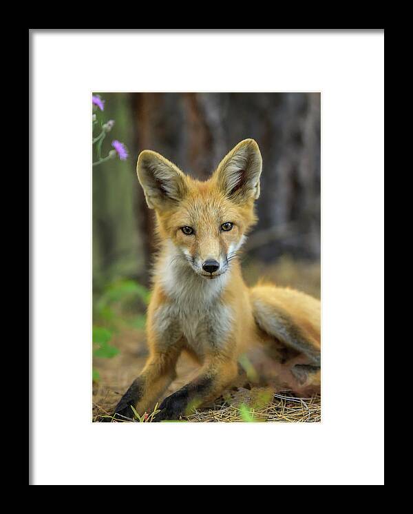 Red Fox Framed Print featuring the photograph CDpx_00857 by Clark Dunbar