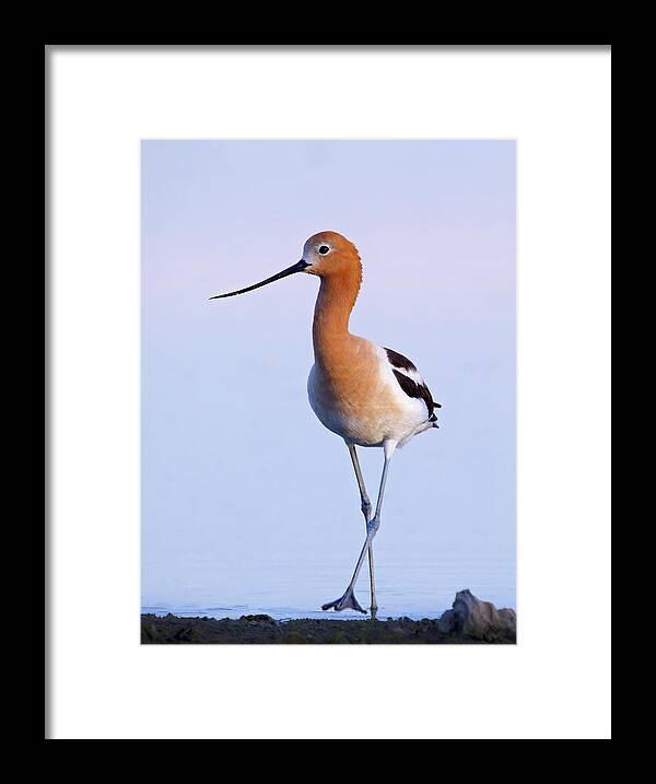 American Avocet Framed Print featuring the photograph CDpx_01180 by Clark Dunbar