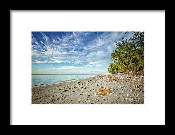 Cat Framed Print featuring the photograph CeCe the Beach Cat by Becqi Sherman