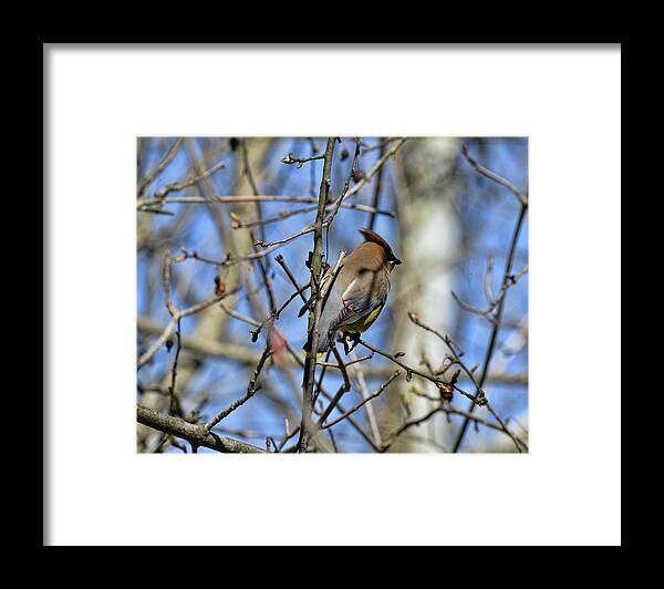  Framed Print featuring the photograph Cedar Waxwing 4 by David Armstrong