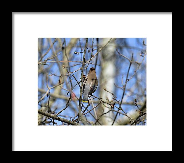  Framed Print featuring the photograph Cedar Waxwing 5 by David Armstrong