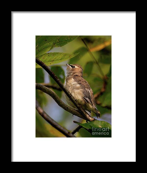 Waxwings Framed Print featuring the photograph Cedar Waxwing Baby by Chris Scroggins