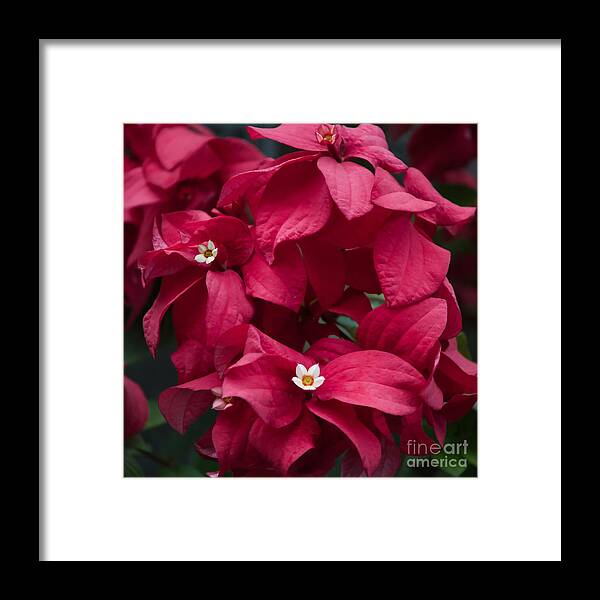 Holiday Framed Print featuring the photograph Celebrating the Holidays by Amy Dundon