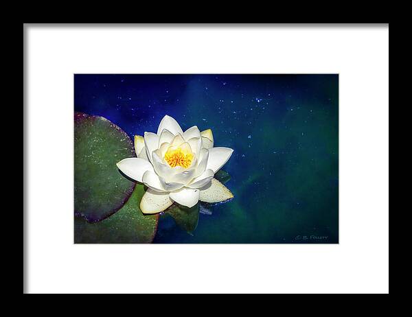 Water Lily Framed Print featuring the photograph Celestial Water Lily by Bonnie Follett