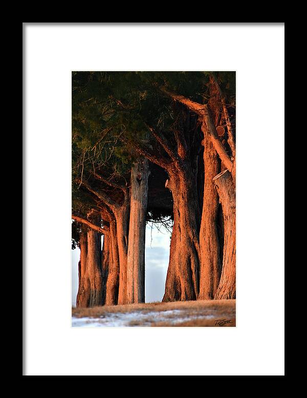 Trees Framed Print featuring the photograph Cemetery Sentinels by Rod Seel