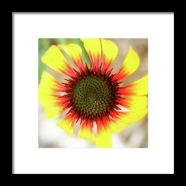 Coneflower Framed Print featuring the photograph Center Of Attention by Lens Art Photography By Larry Trager