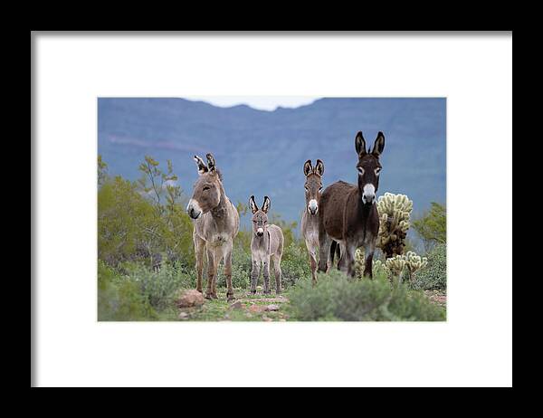 Wild Burro Framed Print featuring the photograph Center of Attention by Mary Hone