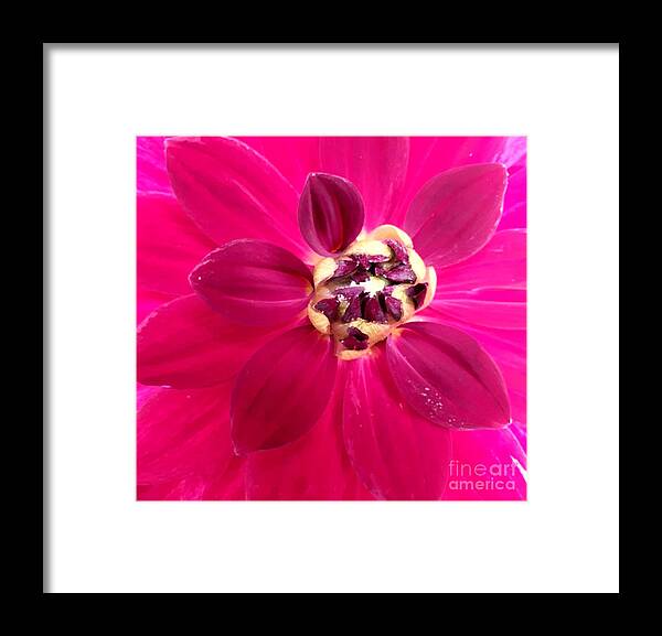 Bud Framed Print featuring the photograph Centre Stage Pink by Tracey Lee Cassin