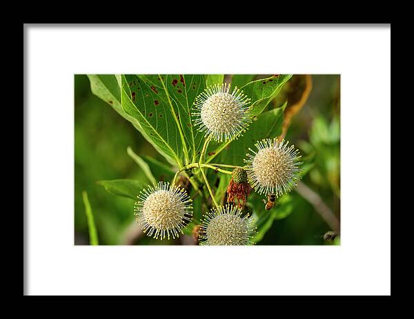 Bird Framed Print featuring the photograph Cephalanthus occidentalis by Todd Tucker