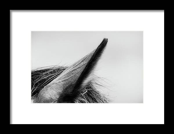 Horse Framed Print featuring the photograph Cerys II - Horse Art by Lisa Saint