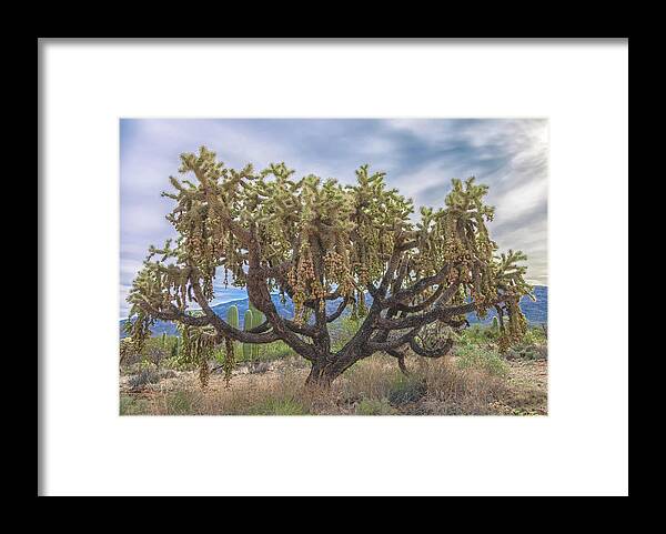 Chain-fruit Cholla Framed Print featuring the photograph Chained-fruit Cholla by Jonathan Nguyen