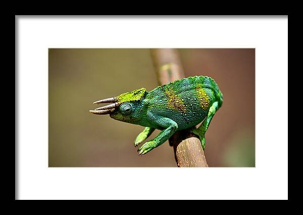 Chameleon Framed Print featuring the photograph Chameleon Close-Up by Matti Barthel