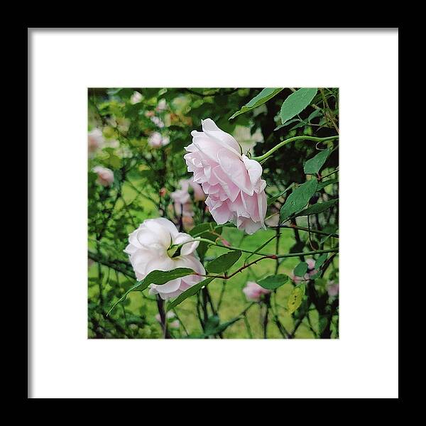Old Fashioned Roses Framed Print featuring the digital art Charming Pale Pink Roses by Pamela Smale Williams