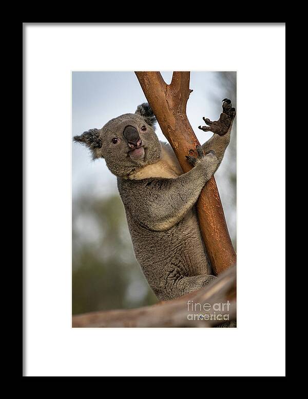 San Diego Zoo Framed Print featuring the photograph Check My Mighty Claw by David Levin