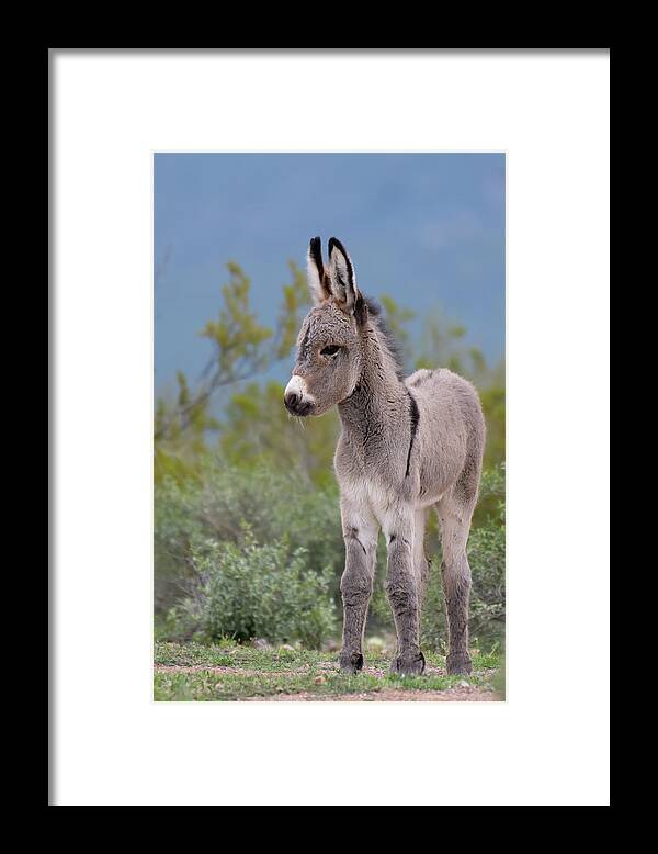 Wild Burro Framed Print featuring the photograph Checking out the World by Mary Hone