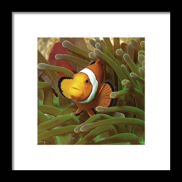 Clown Anemonefish Framed Print featuring the photograph Cheeky Nemo - Anemonefish - by Ute Niemann