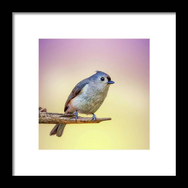 Bird Framed Print featuring the photograph Cheerful Tit by Bill and Linda Tiepelman