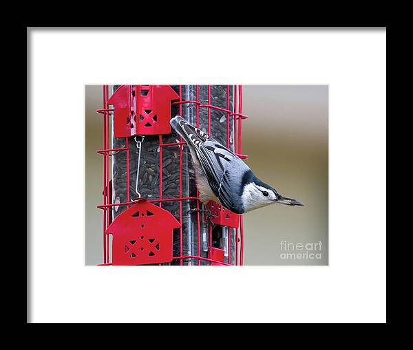 North America Framed Print featuring the photograph Cheery Nuthatch by Chris Scroggins