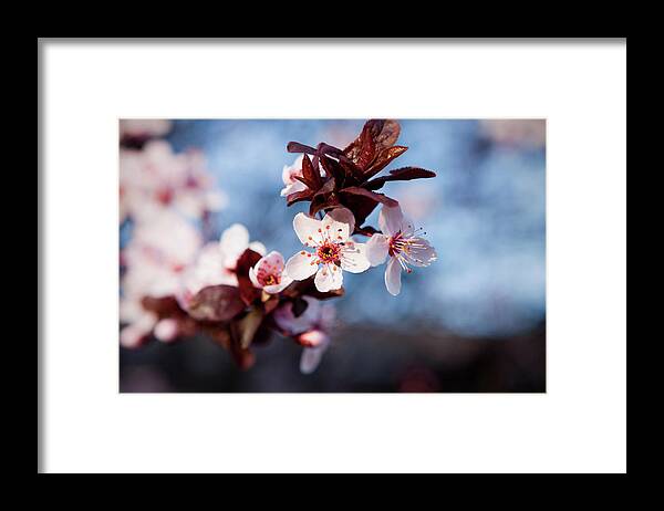 Pink Framed Print featuring the photograph Cherry Blossoms and Blue Skies by Carolyn Ann Ryan