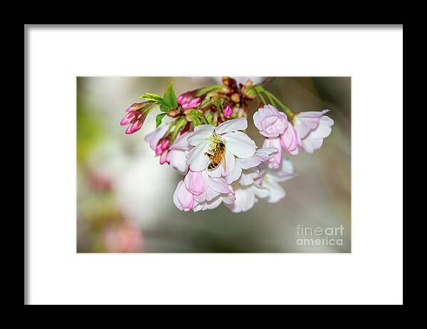 Pink Blossoms Framed Print featuring the photograph Cherry Blossoms, Bee, 4 by Glenn Franco Simmons