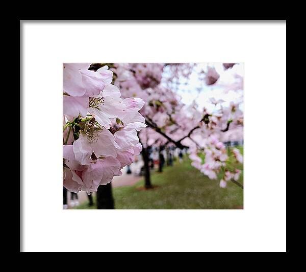 Cherry Framed Print featuring the digital art Cherry Blossoms In All Their Beauty by Irina Sztukowski