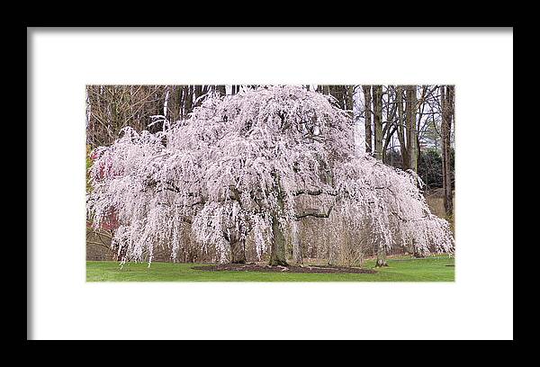 Cherry Blossoms In Maryland Framed Print featuring the digital art Cherry Blossoms in Maryland by Don Wright