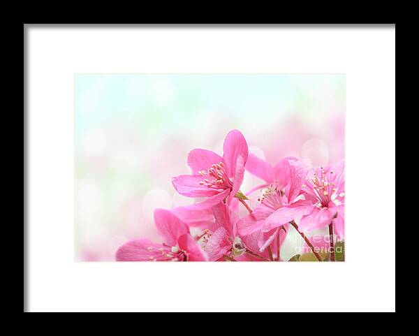 Flower Framed Print featuring the photograph Cherry Blossoms by Jelena Jovanovic