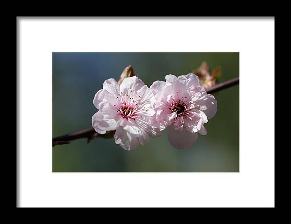 Plum Extract Framed Print featuring the photograph Cherry Blossoms by Tammy Pool