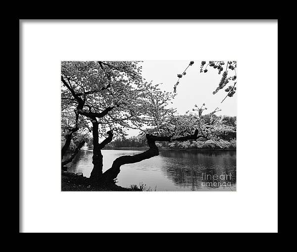 Cherry Blossoms Tree Framed Print featuring the photograph Cherry Blossoms Tree Rainy Day by Fantasy Seasons