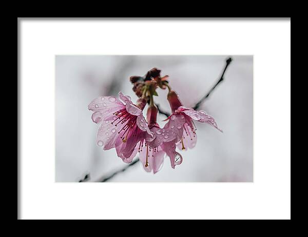 Prunus Campanulata Framed Print featuring the photograph Cherry Blossoms with Water Droplets by Lara Morrison