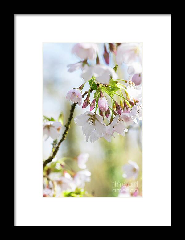 Cherry Tree Framed Print featuring the photograph Cherry Tree Pandora Blossom by Tim Gainey