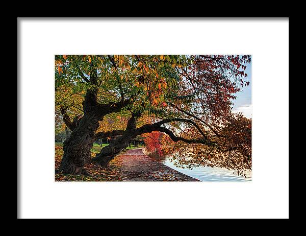 Cherry Trees Framed Print featuring the photograph Cherry Trees in Autumn by Erika Fawcett