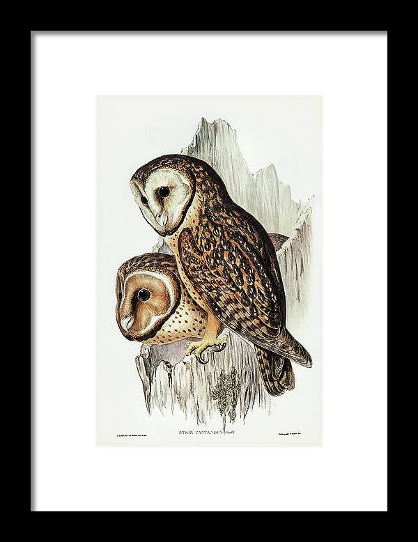 Chestnut-faced Owl Framed Print featuring the drawing Chestnut-faced Owl, Strix castanops by John Gould