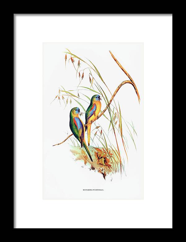 Nature Framed Print featuring the drawing Chestnut-shouldered Grass-Parakeet by Elizabeth Gould