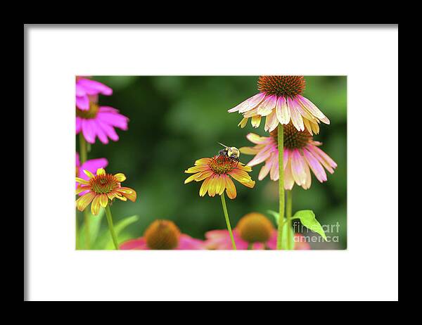 Flowers Framed Print featuring the photograph Cheyenne Spirit Coneflowers with a bee. by Bentley Davis