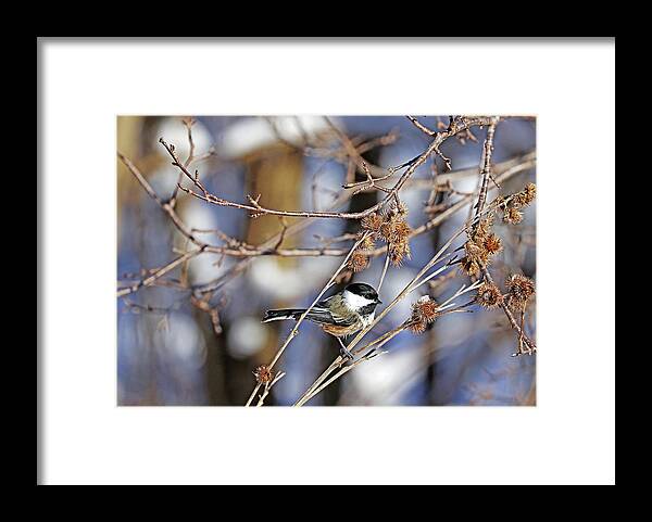 Chickadee Framed Print featuring the photograph Chickadee And Burrs by Debbie Oppermann