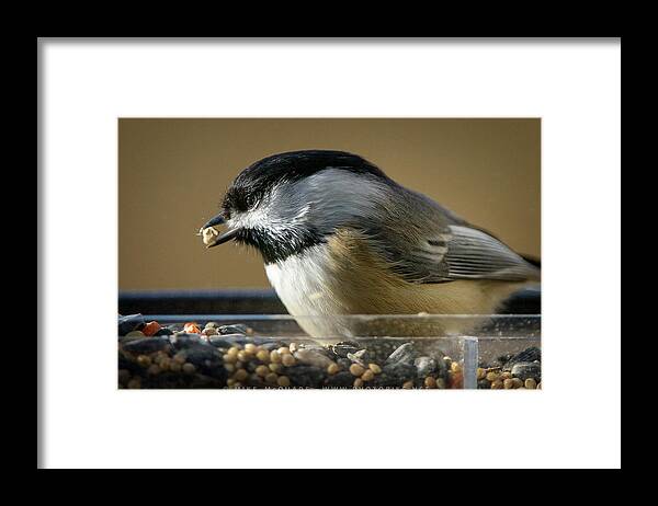 Chickadee Framed Print featuring the photograph Chickadee in Feeder by Mike Mcquade
