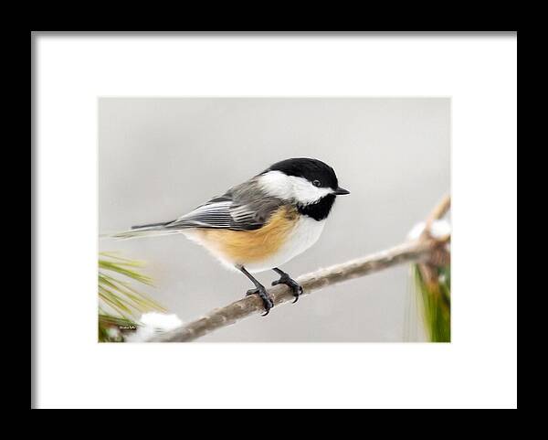 Chickadee Framed Print featuring the mixed media Chickadee Painting by Christina Rollo