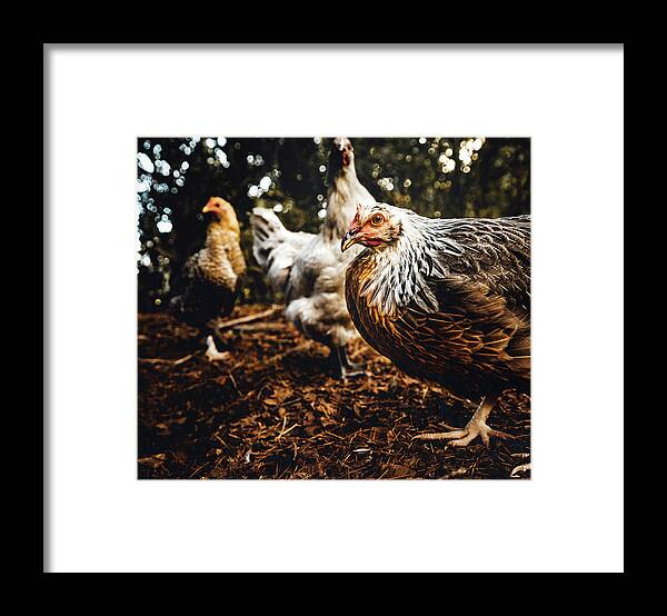 Chicken Framed Print featuring the photograph Chicken Album Cover by Ada Weyland
