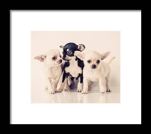 Pets Framed Print featuring the photograph Chihuahua Puppies by Knape