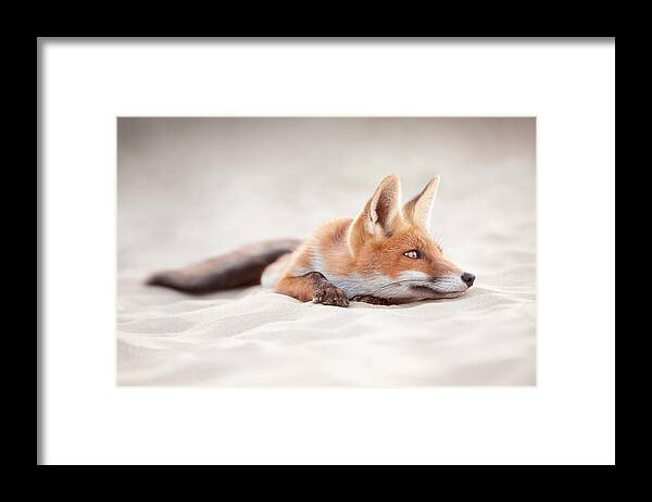 Fox Framed Print featuring the photograph Chill Like a Fox by Roeselien Raimond