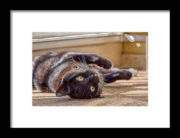 Cat Framed Print featuring the photograph Chillin At Home by Raymond Hill
