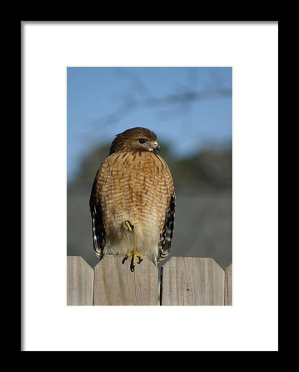  Framed Print featuring the photograph Chilling Hawk by Heather E Harman
