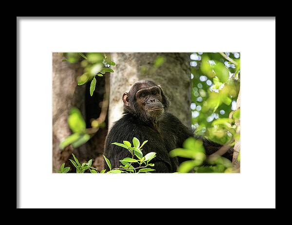 Monkeys Framed Print featuring the photograph Chimp by Nicholas Phillipson