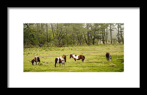 Chincoteague Framed Print featuring the photograph Chincoteague Pony Herd by Dale R Carlson