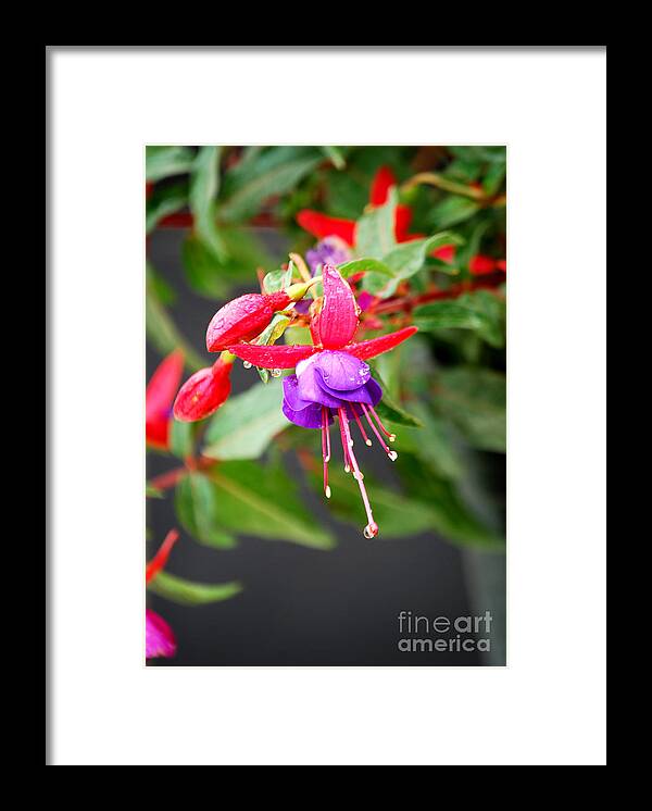Fuchsia Framed Print featuring the photograph Chinese Lantern 2 by Nancy Bradley