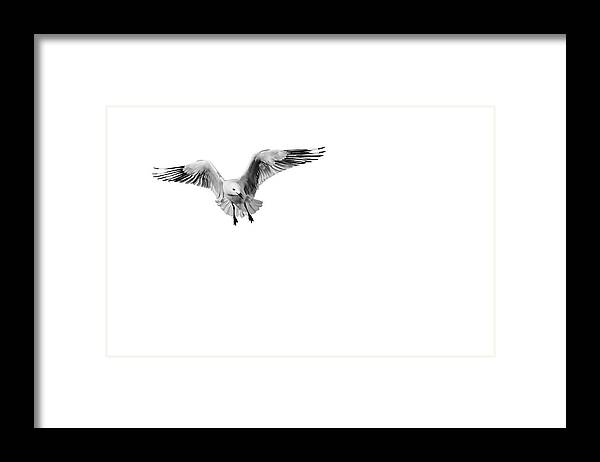Seagull Looking Intensely Framed Print featuring the photograph Chip by Az Jackson